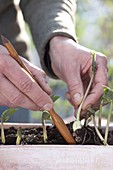 Prick out seedlings of runner bean (Phaseolus)