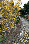 Cornus mas (Kornelkirsche) am gepflasterten Weg