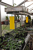 Gewächshaus mit Jungpflanzen von Paprika (Capsicum), Gelbtafeln gegen Trauermücken und weiße Fliege