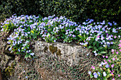 Omphalodes verna (Gedenkemein) auf Trockenmauer