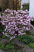 Rhododendron 'Praecox' (Vorfrühlings-Alpenrose) zwischen Stauden