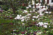 Magnolia soulangeana (Tulpen-Magnolie) in Beet mit Primula (Primeln)