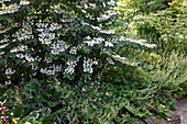 Viburnum plicatum 'Mariesii' (Etagen-Schneeball) unterpflanzt mit
