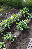 Angehäufelte Kartoffeln (Solanum tuberosum) im Gemüsegarten