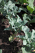 Brokkoli (Brassica)
