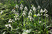 Scilla hyacinthoides 'Alba' (Hasenglöckchen)