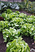 Kopf - Salat (Lactuca) im Beet