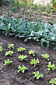 Beet mit Salat - Jungpflanzen (Lactuca), Weißkraut, Kohlrabi (Brassica), Tomaten (Lycopersicum) an Spiralstäben