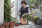 Frau topft überwinterte Pelargonium peltatum (Hängegeranie) frisch ein