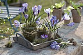 Crocus vernus 'Striped Beauty' with moss in glasses on wooden tray