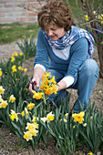 Woman cuts Narcissus (daffodils) for bouquet