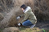 Woman cutting back Pennisetum (feather bristle grass) in March