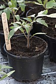 Jungpflanze von (Tomaten) Lycopersicon in Plastiktopf