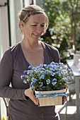 Woman with Myosotis 'Myomark' (Forget-me-not) in a basket of spans