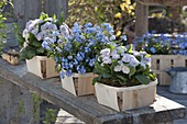 Spacer baskets lined up on a bench: Primula Belarina 'Pink Champagne'