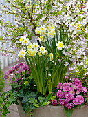 Narcissus 'Minnow' (Narzissen), Primula 'Romance' (Gefüllte Primeln)