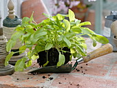Sauerampfer (Rumex acetosa) ausgetopft, fertig zum einpflanzen