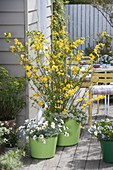 Kerria japonica 'Golden Guinea' (Single flowering ranunculus)