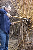 Man cuts back Salix (pollard willow) in spring