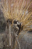 Fertig zurückgeschnittene Salix (Kopfweide)