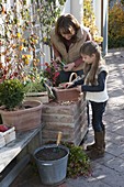 Mother and daughter plant spring box in autumn