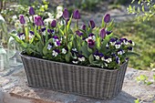 Planting a basket box for spring in autumn