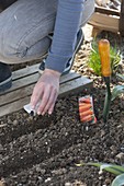 Woman sowing carrots (Daucus carota) in seed furrow