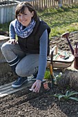 Woman sowing carrots (Daucus carota) in seed furrow