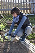 Frau pflanzt Jungpflanzen von Salat (Lactuca) ins Beet