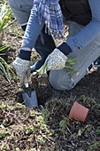 Woman plants faded Galanthus (snowdrops) in the bed