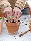 Sowing, pricking out and potting tomatoes