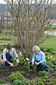 Children cutting tulipa (tulips) in the perennial bed