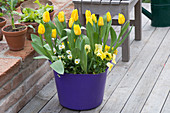 Violetter Kunststoff-Bottich bepflanzt mit Tulipa 'Yellow Flight' (Tulpen)