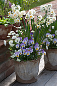 Narcissus 'Abba' (Narzissen), Viola cornuta (Hornveilchen) und Bellis