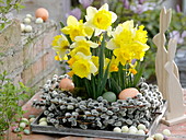 Narcissus 'Holland Sensation', 'Jetfire' in wreath from Salix