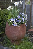 Terracotta pot planted with Viola cornuta 'Etain' (horned violet)