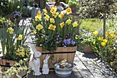 Wooden troughs with Narcissus 'Cairngorm' yellow-white, 'Delibes' yellow-orange (daffodils)