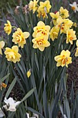 Narcissus 'Tahiti' (double daffodils)