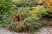 Noun: Cotoneaster horizontalis (Fächer-Zwergmispel) mit roten Beeren im Herbstbeet, Farn, Acer (Ahorn)