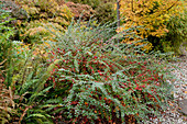 Noun : Cotoneaster horizontalis (Fächer - Zwergmispel) mit roten Beeren im Herbstbeet, Farn, Acer (Ahorn)