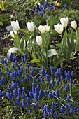 Beet mit Muscari (Traubenhyazinthen) und Tulipa 'Arctic' (Tulpen)