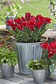 Tulipa 'Rococo' (Papageientulpen), Sauerampfer (Rumex acetosa)