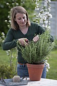 Woman cuts back rosemary (Rosmarinus officinalis) in clay pot