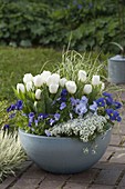 Blue-white planted spring bowl