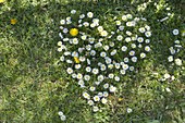 Herz aus Bellis (Gänseblümchen) in den Rasen geschnitten
