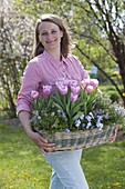 Frau mit Korbkasten mit Tulipa 'Evening Breeze' (Tulpen), Bohnenkraut