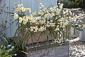 Tulipa turkestanica (Gnome tulips, wild tulips) with star-shaped flowers