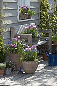 Blau-rosa Frühlingsterrasse : Tulipa 'Evening Breeze' 'Lilac Star' (Tulpen