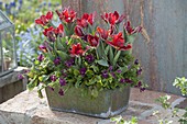 Blechkasten mit Tulipa 'Rococo' (Papageientulpen), Viola cornuta