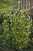 Alliaria petiolata (Garlicweed), tasty wild herb in springtime